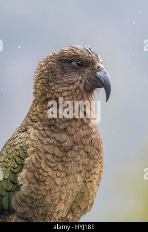 Kea (Nestor Notabilis), Porträt, Fjordland National Park, Southland, Neuseeland Stockfoto