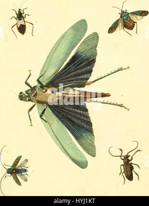 "Nouvelles Illustrationen de Zoologie: Contenant Cinquante Planches Enlumineés oiseaux Curieux, et Qui non Etés Jamais Descrits, et Quelques de Quadrupedes, de Reptilien et d'insectes, Avec de Courtes Beschreibungen systematiques'A Geschichte der Vierbeiner: die Zahlen eingraviert auf Holz 1800 Stockfoto