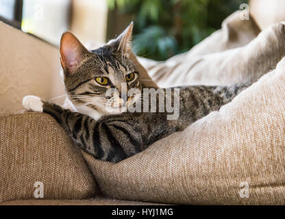Katze über die Schulter schauen Stockfoto