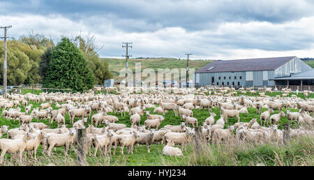 Eine Herde Schafe in der landwirtschaftlichen Nutzflächen Stockfoto