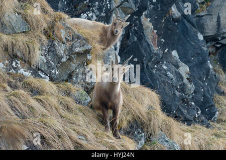 Alpensteinbock (Capra Ibex), erwachsenes Weibchen und jungen in den Felsen, Tirol, Österreich Stockfoto