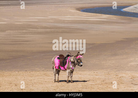 Ganz allein, ein Esel auf sandigen Strand von Blackpool, Lancashire, UK. 4 Apr, 2017. UK Wetter. Sonnigen Tag mit kaltem böigem Wind für Besucher zum Strand und Tower Landspitze im Seebad. Credit: MediaWorldImages/Alamy leben Nachrichten Stockfoto