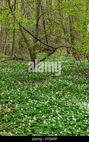 Norsey Wald, Essex, England. 4. April 2017. Zwar erst Anfang April den letzten warme Tagen brachte Glockenblumen und Holz Anemone früh und diese waren sehr stark in Erscheinung in Norsey Wäldern in der Nähe von Billericay, Essex, England heute Morgen Credit: Timothy Smith/Alamy Live News Stockfoto