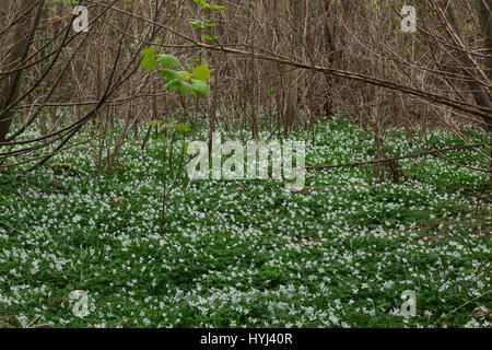 Norsey Wald, Essex, England. 4. April 2017. Zwar erst Anfang April den letzten warme Tagen brachte Glockenblumen und Holz Anemone früh und diese waren sehr stark in Erscheinung in Norsey Wäldern in der Nähe von Billericay, Essex, England heute Morgen Credit: Timothy Smith/Alamy Live News Stockfoto