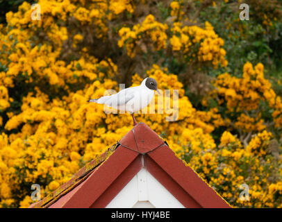 Bournemouth, Dorset, UK. 4. April 2017. Menschen, die sich am ersten Tag der Osterferien am Strand zu genießen. © DTNews/Alamy Live-Nachrichten Stockfoto