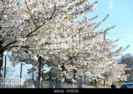 London, UK. 5. April 2017. Schöner Frühling blühen nahe Queens Park in Brighton an einem warmen sonnigen Morgen mit der Wettervorhersage über das kommende Wochenende Kredit wieder gut zu sein: Simon Dack/Alamy Live News Stockfoto