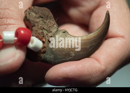 Frankfurt am Main, Deutschland. 5. April 2017. Eine Bär-Kralle verletzt das Washingtoner Übereinkommen über den internationalen Handel mit gefährdeten Arten ist auf der Jahrespressekonferenz der Zollstelle am Frankfurter Flughafen in Frankfurt, Deutschland, 5. April 2017 gezeigt. Das Hauptbüro sichert verbotene Objekte von verschiedenen Straftaten gegen eine Tagesgebühr. Foto: Boris Roessler/Dpa/Alamy Live News Stockfoto