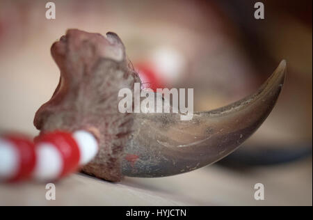 Frankfurt am Main, Deutschland. 5. April 2017. Eine Bär-Kralle verletzt das Washingtoner Übereinkommen über den internationalen Handel mit gefährdeten Arten ist auf der Jahrespressekonferenz der Zollstelle am Frankfurter Flughafen in Frankfurt, Deutschland, 5. April 2017 gezeigt. Das Hauptbüro sichert verbotene Objekte von verschiedenen Straftaten gegen eine Tagesgebühr. Foto: Boris Roessler/Dpa/Alamy Live News Stockfoto