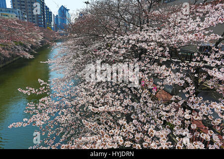 Tokio, Japan. 5. April 2017. Japanische Leute genießen die Cherry Blossom bekannt als Sakura am Meguro-Fluss in Tokio, Japan Credit: Paul Brown/Alamy Live News Stockfoto