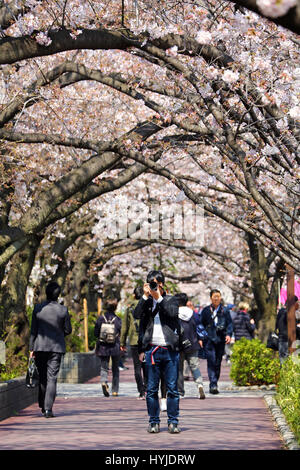 Tokio, Japan. 5. April 2017. Japanische Leute genießen die Cherry Blossom bekannt als Sakura am Meguro-Fluss in Tokio, Japan Credit: Paul Brown/Alamy Live News Stockfoto