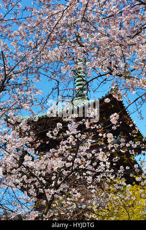 Tokio, Japan. 5. April 2017. Die Kaneiji Pagode mit Cherry Blossom bekannt als Sakura im Ueno Park in Tokio, Japan Credit: Paul Brown/Alamy Live News Stockfoto