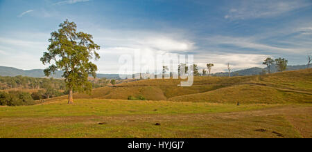 Weiten ländlichen Landschaft im Winter mit sanften Hügeln mit goldene Gräser, Bäume, reicht am Horizont unter blauem Himmel im nördlichen New South Wales Australien Stockfoto