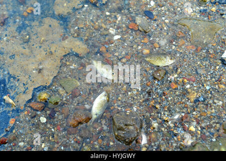 Kleine Fische sterben auf dem schmutzigen Strand Foto in Outdoor-Sonne und gedämpfter Beleuchtung. Stockfoto