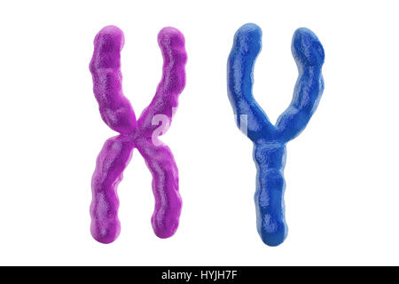 X und Y Chromosomen, farbige 3D-Rendering isolierten auf weißen Hintergrund Stockfoto