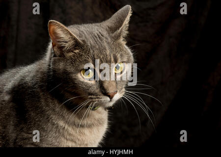 graue Katze posiert auf Hocker mit Porträt Hintergrund hautnah Stockfoto
