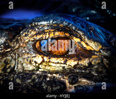 Eine Nahaufnahme von einem amerikanischen Alligator in Florida Everglades mit Reflexionen der Sonne und des Himmels in seinen Augen. Stockfoto