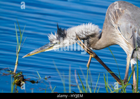 Ein Great Blue Heron am Rand des Wassers in die Everglades. Stockfoto