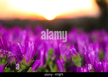 Sonnenuntergang auf dem Gebiet der lila Blüten in Südkalifornien Stockfoto