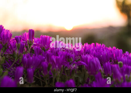 Sonnenuntergang auf dem Gebiet der lila Blüten in Südkalifornien Stockfoto