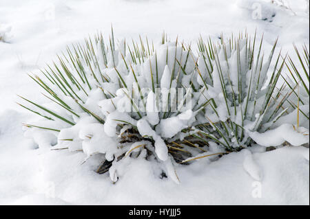 Yucca Pflanze, Frühling Schnee in den Rocky Mountains in der Nähe von Salida, Colorado, USA Stockfoto