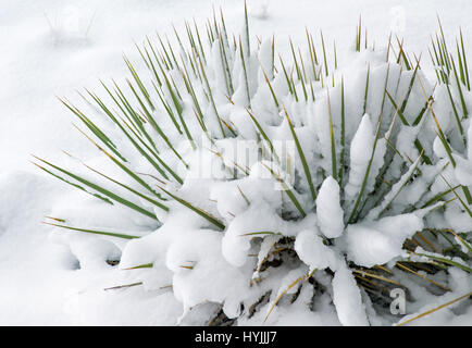 Yucca Pflanze, Frühling Schnee in den Rocky Mountains in der Nähe von Salida, Colorado, USA Stockfoto