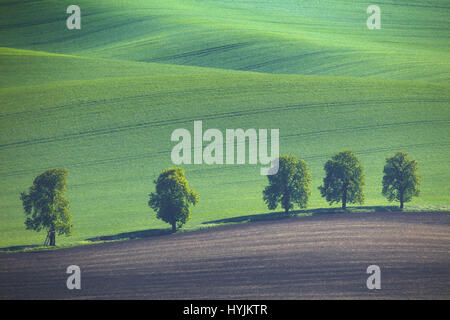 Grüne Bäume auf welligen Wiese Hintergrund. Erstaunliche Sommerlandschaft. Gutes ökologisches Konzept. Saubere natürliche Hintergrund in grünen Farben. Stockfoto