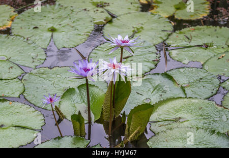 Eine Gruppe von Seerosen in einem Teich mit Regentropfen Stockfoto