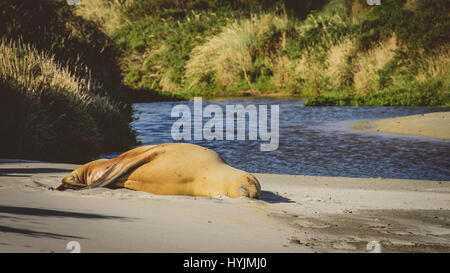 New Zealand Seelöwen am Strand in Dunedin Stockfoto