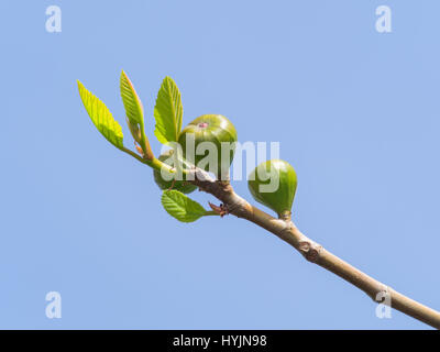 zarte Figur Zweig mit unreifen Bio-Obst und kleine neue Blätter im Frühjahr. Blauen Himmel im Hintergrund Stockfoto
