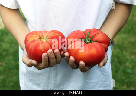 Hand halten Heirloom Tomaten Stockfoto