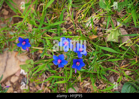 Strauchige Pimpernel Anagalis Monelli in der Nähe von Corte Brique Alentejo Region Portugal Stockfoto