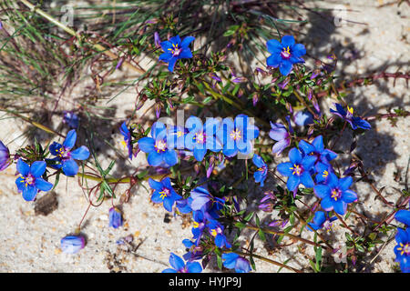 Strauchige Pimpernel Anagalis Monelli in der Nähe von Corte Brique Alentejo Region Portugal Stockfoto