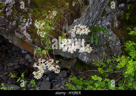 Sternenhimmel Steinbrech Saxifraga Stellaris wächst in Felsen an einem Bach Nationalpark Pyrenäen Frankreich Stockfoto