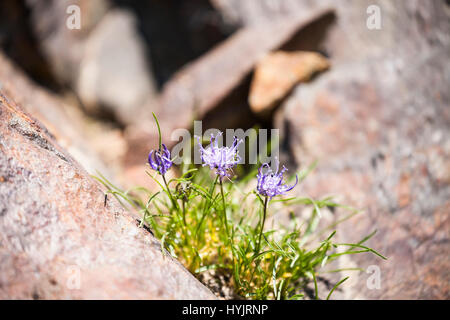 Unter der Leitung von Globus Rapunzeln Phyteuma Hemisphaericum zwischen Felsen Nationalpark Pyrenäen Frankreich Juli 2015 Stockfoto