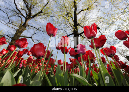 Pralormo Burg, blühende Tulpen im April für die Veranstaltung "Messer Tulipano", Piemont, Italien, Europa Stockfoto