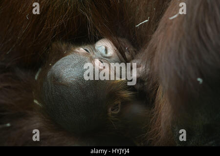 Ein vom Aussterben bedroht Bornean Orang-Utan-Baby klammert sich an seine Mutter elf im Twycross Zoo in Leicestershire. Stockfoto
