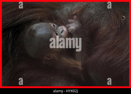 PABEST A vom Aussterben bedroht Bornean Orang-Utan-Baby klammert sich an seine Mutter elf im Twycross Zoo in Leicestershire. Stockfoto