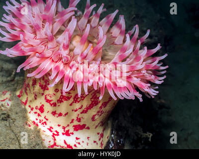 Malte Anemone am 80' tiefen Vancouver Insel fotografiert. Stockfoto