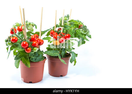 Zwei Kirschtomaten mit Mini-frische Tomaten hängen, gepflanzt in braun Töpfe mit weißem Hintergrund Stockfoto