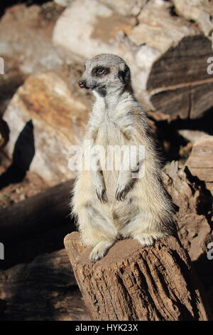 Die Erdmännchen oder Suricate (Suricata Suricatta) ist eine kleine Carnivoran, gehören zu den Mungo Familie - Orana Wildlife Park, Christchurch, Neuseeland Stockfoto