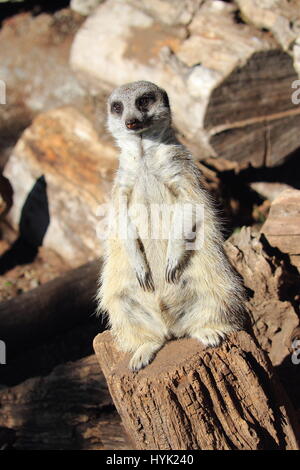 Die Erdmännchen oder Suricate (Suricata Suricatta) ist eine kleine Carnivoran, gehören zu den Mungo Familie - Orana Wildlife Park, Christchurch, Neuseeland Stockfoto