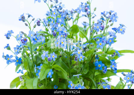 Vergiss mich Habenichtse (Myosotis Scorpioides) mit blauen Blüten in einem dunklen blau Topf - Nähe Stockfoto