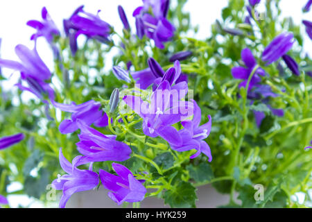 Schließen Sie eine Campanula Addenda oder Glockenblumen isoliert auf weißem Hintergrund Stockfoto