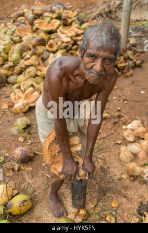 Männer Kokosnüsse Aufteilung die Faser-Schale von ihm - Sri Lanka bekommen Stockfoto