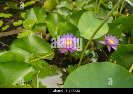 Blaue Sterne Seerose (blaue Lotusblume) (Nymphaea Stellata), nationale Blume von Sri Lanka, Asien Stockfoto