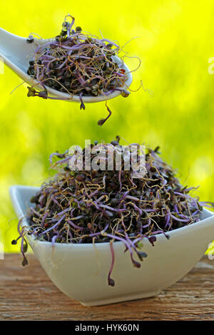 Rotkohl Sprossen. Stockfoto