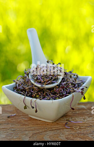 Rotkohl Sprossen. Stockfoto