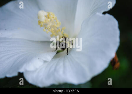 Bumble Bee Pollen bedeckt Stockfoto