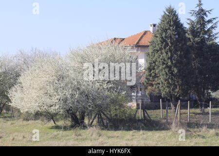 Eine Feder Landschaft Szene zeigt blühende Kirschbäume im Vordergrund Garten im Hintergrund mit einem blauen Himmel. Stockfoto