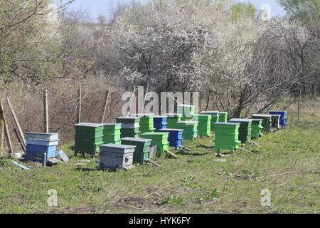 Reihen von grünen und blauen Bienenstöcke gegen eine grobe Hecke Stockfoto